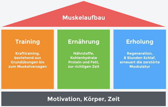 Muskelaufbau